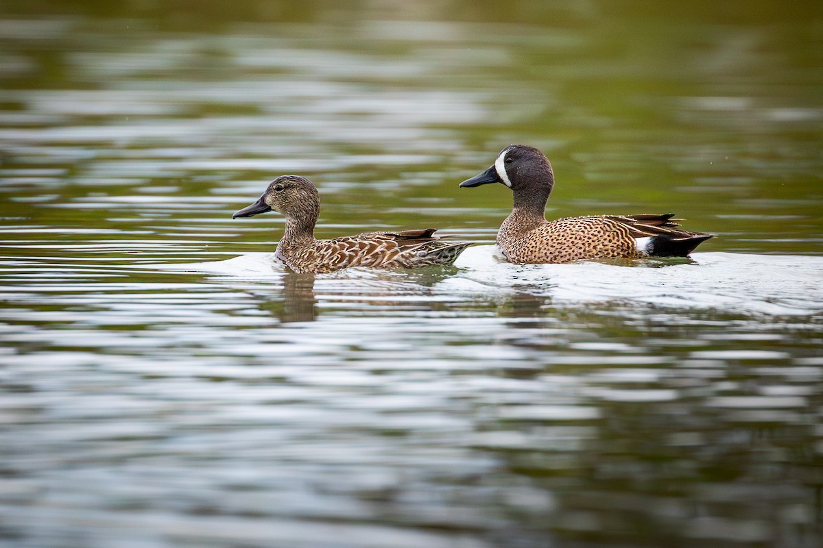 Blue-winged Teal - ML640592125