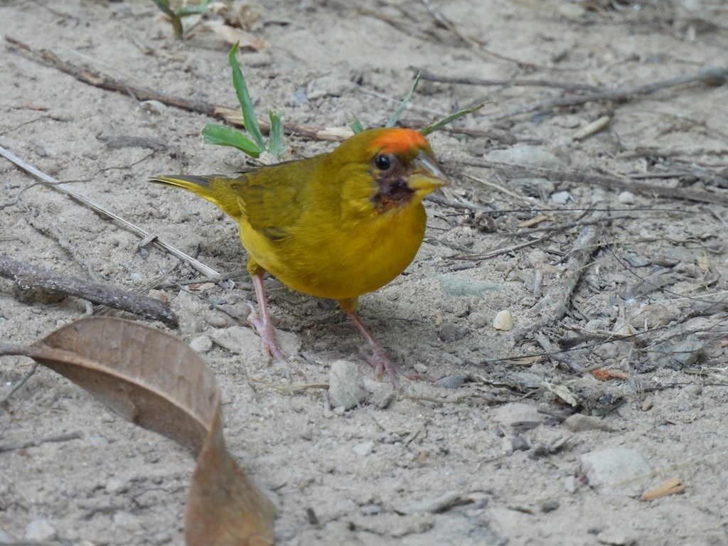 Orange-fronted Yellow-Finch - ML640592141