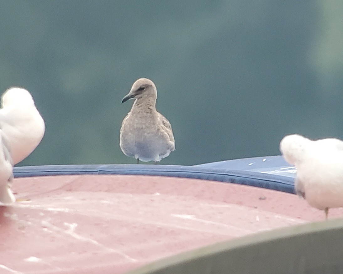 racek karibský - ML640592183