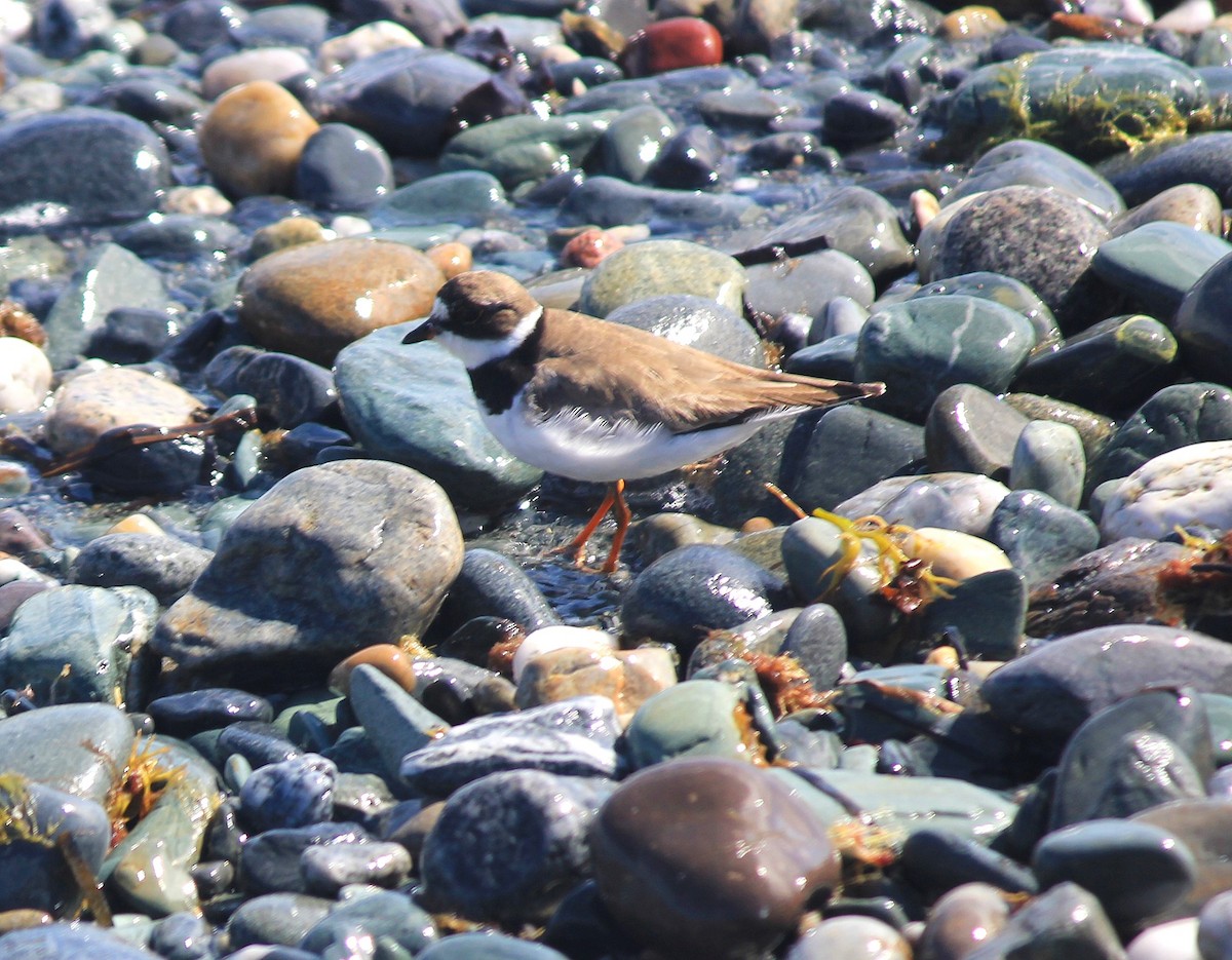 Semipalmated Plover - ML640592188