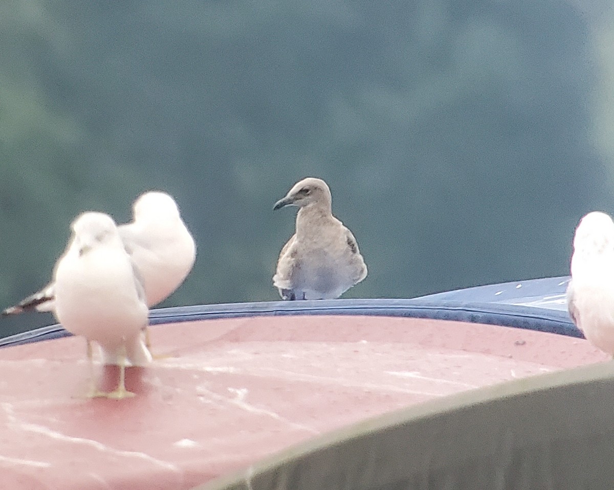 racek karibský - ML640592189