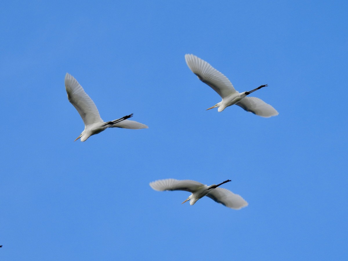 Airone bianco maggiore - ML640592221