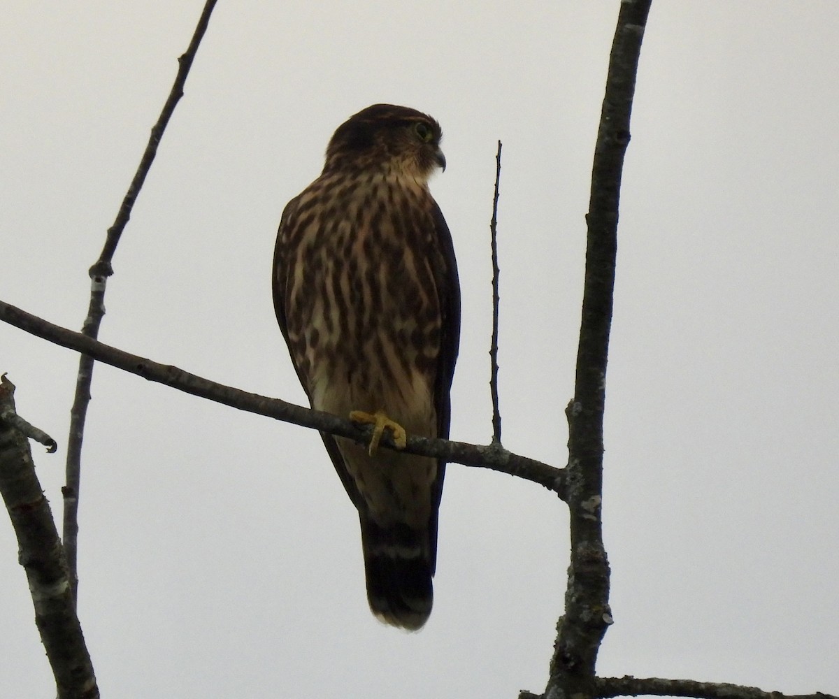 Merlin - ML640592257