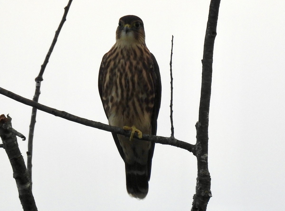 Merlin - ML640592258