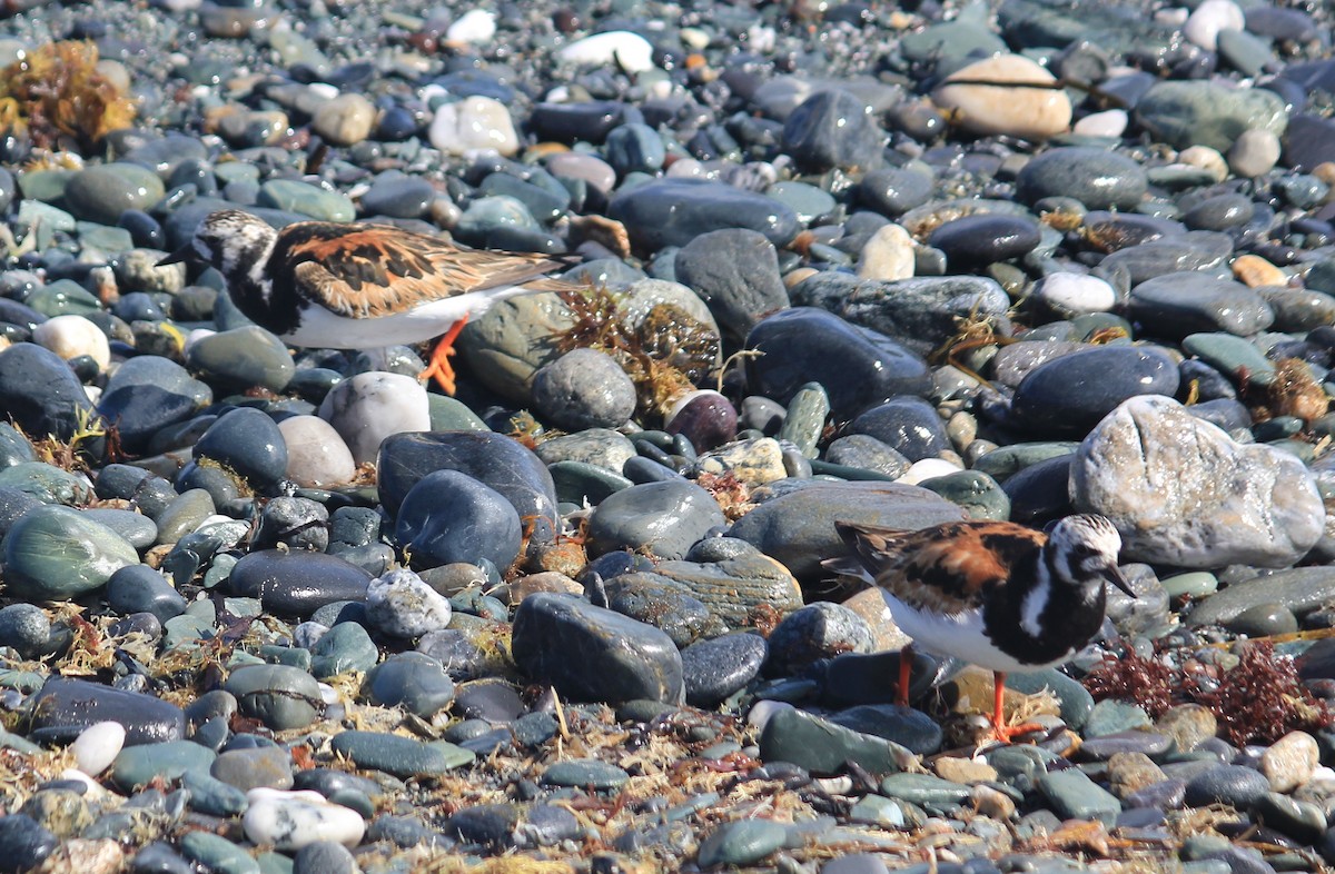Ruddy Turnstone - ML640592276