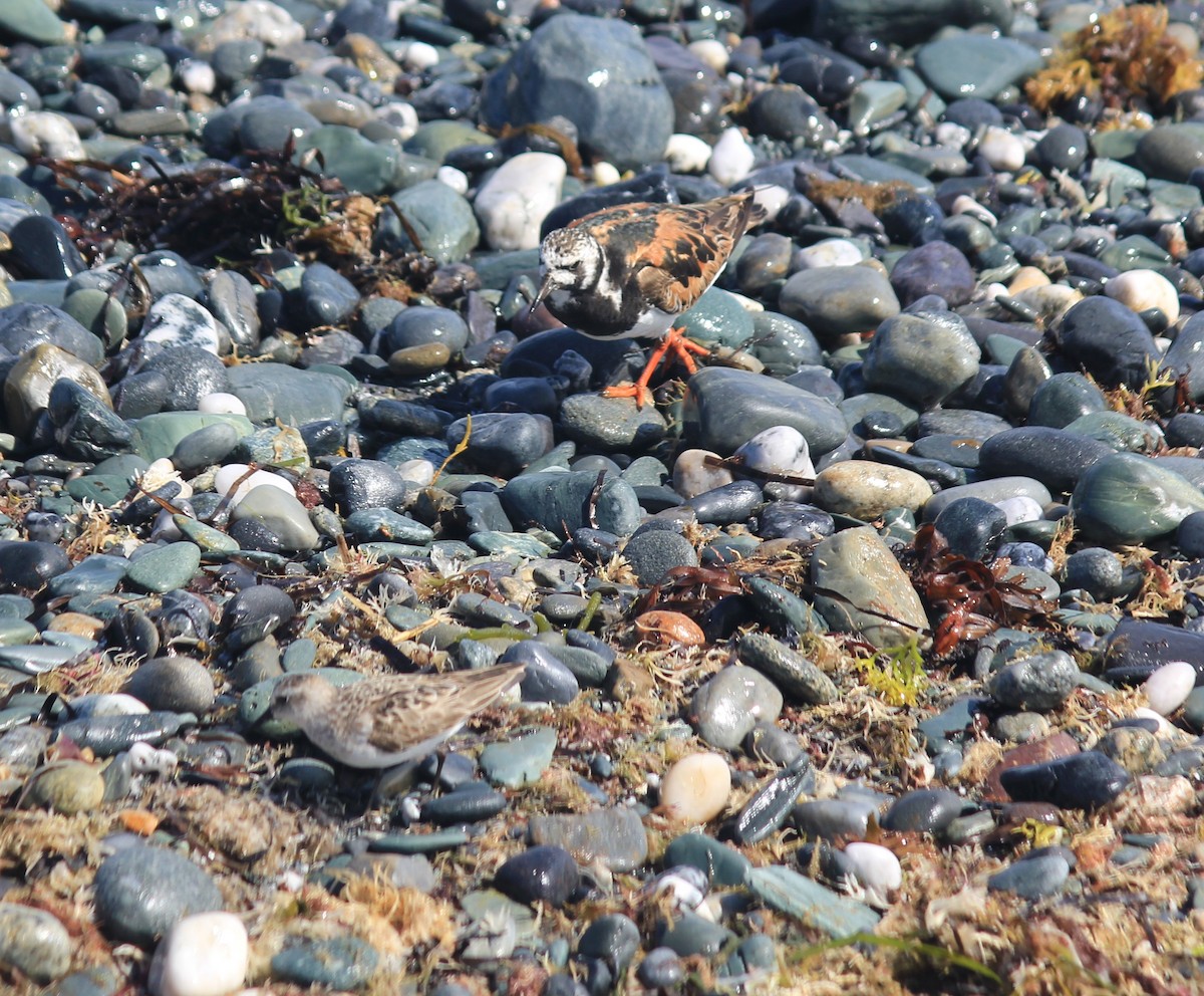 Ruddy Turnstone - ML640592287