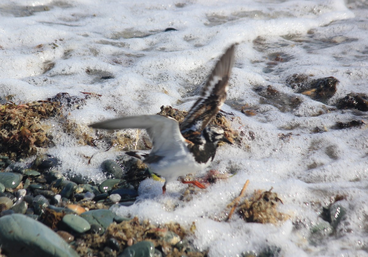 Ruddy Turnstone - ML640592304