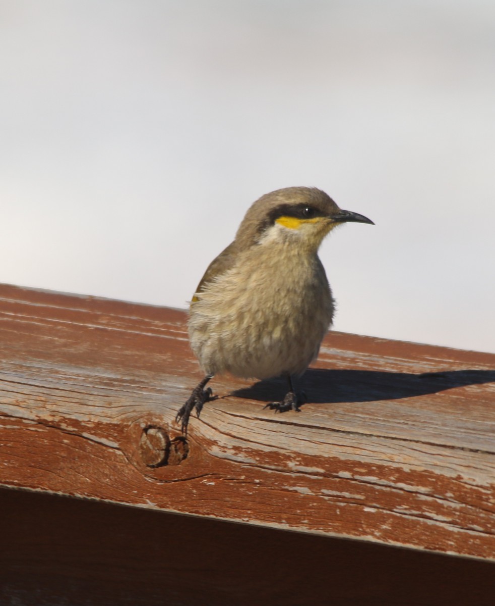 Singing Honeyeater - ML640592309