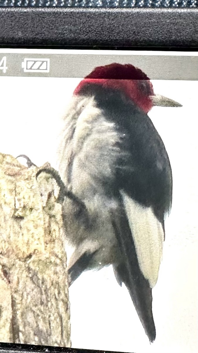 Red-headed Woodpecker - ML640592321