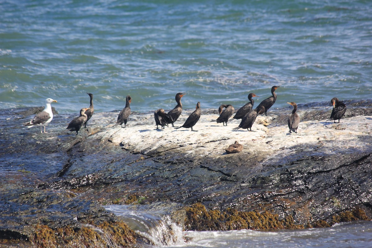 Double-crested Cormorant - ML640592341