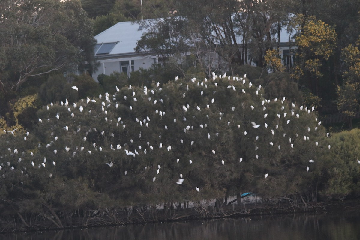 Eastern Cattle-Egret - ML640592381