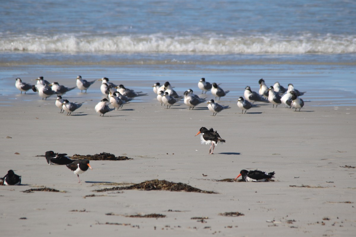 Pied Oystercatcher - ML640592406