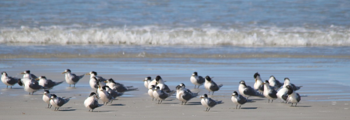 Great Crested Tern - ML640592409