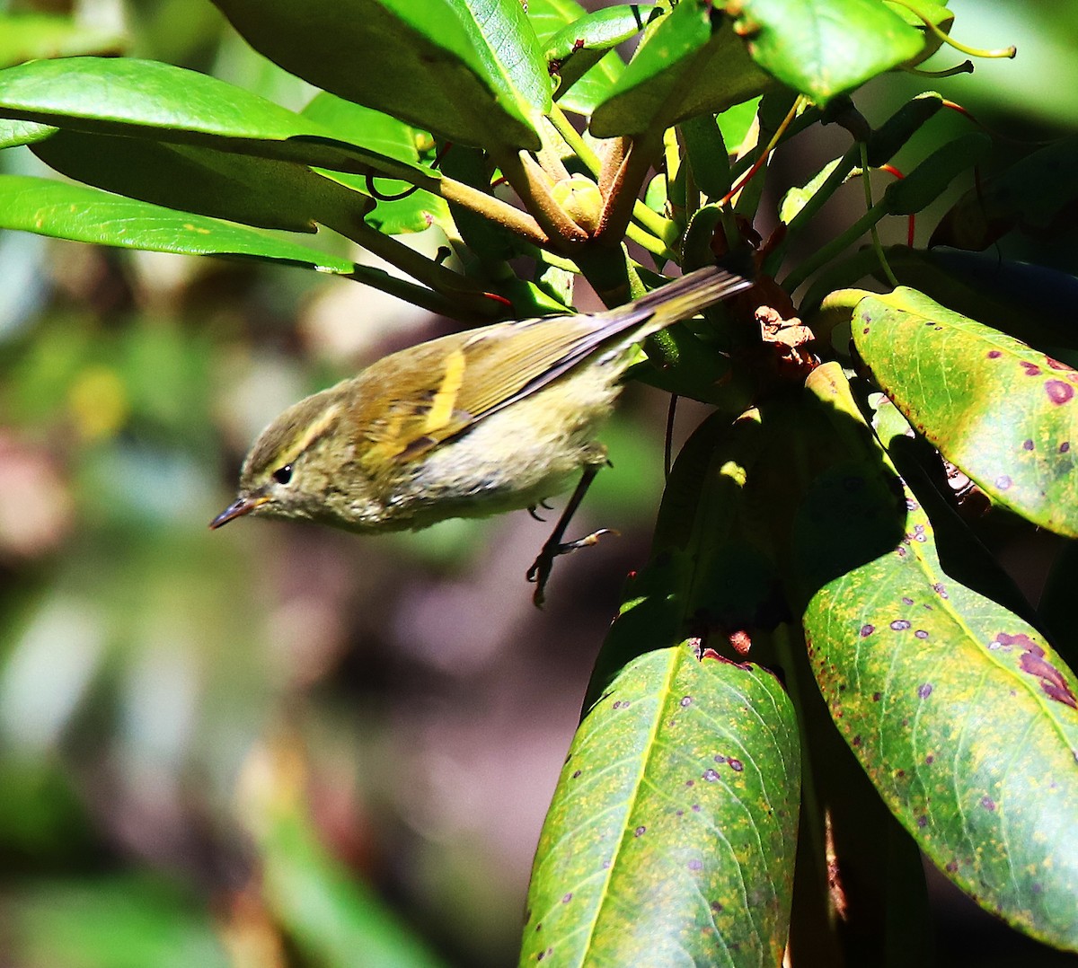 Buff-barred Warbler - ML640592429