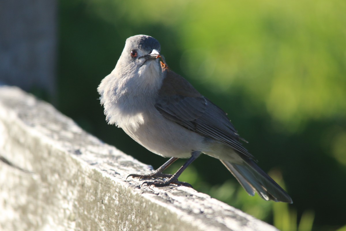 Gray Shrikethrush - ML640592538