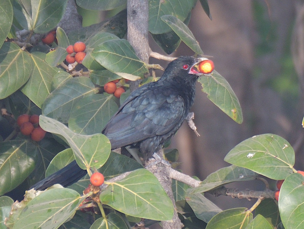 Asian Koel - ML640592554