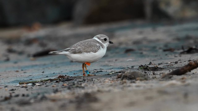 Piping Plover - ML640592561
