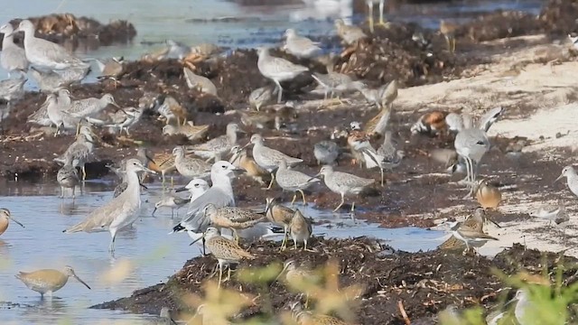 Short-billed Dowitcher - ML640592614
