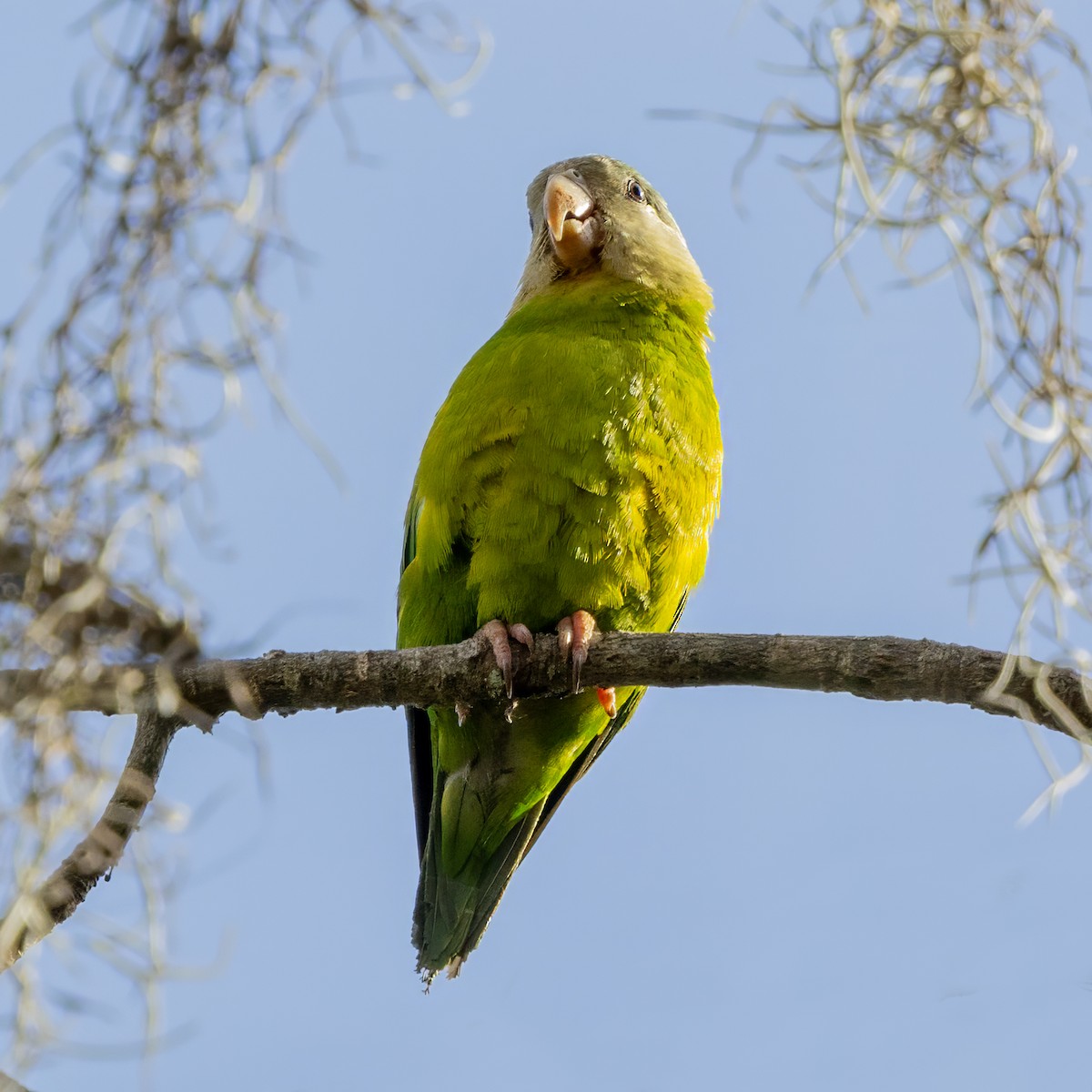 Gray-cheeked Parakeet - ML640592625