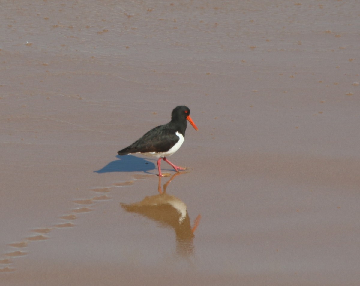 Pied Oystercatcher - ML640592633