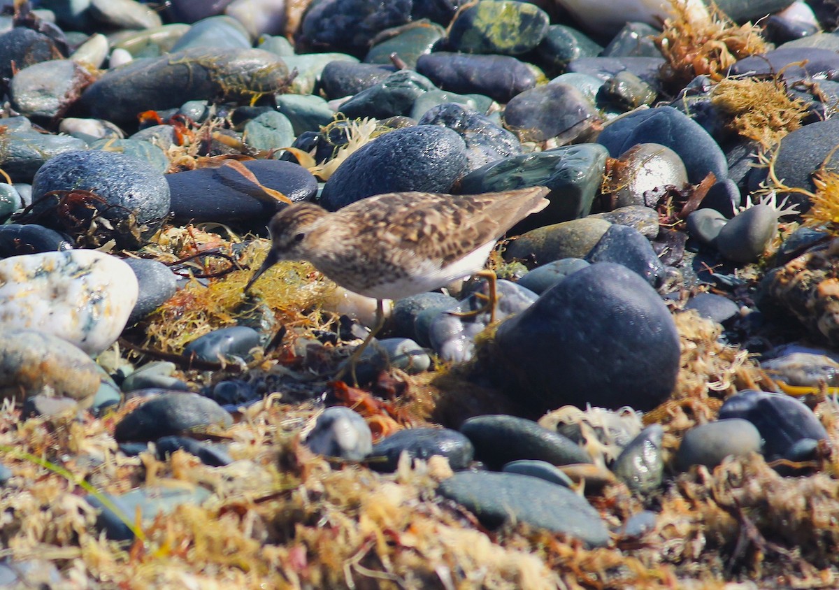 Least Sandpiper - ML640592635