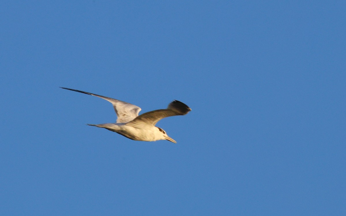 Forster's/Common Tern - ML640592648