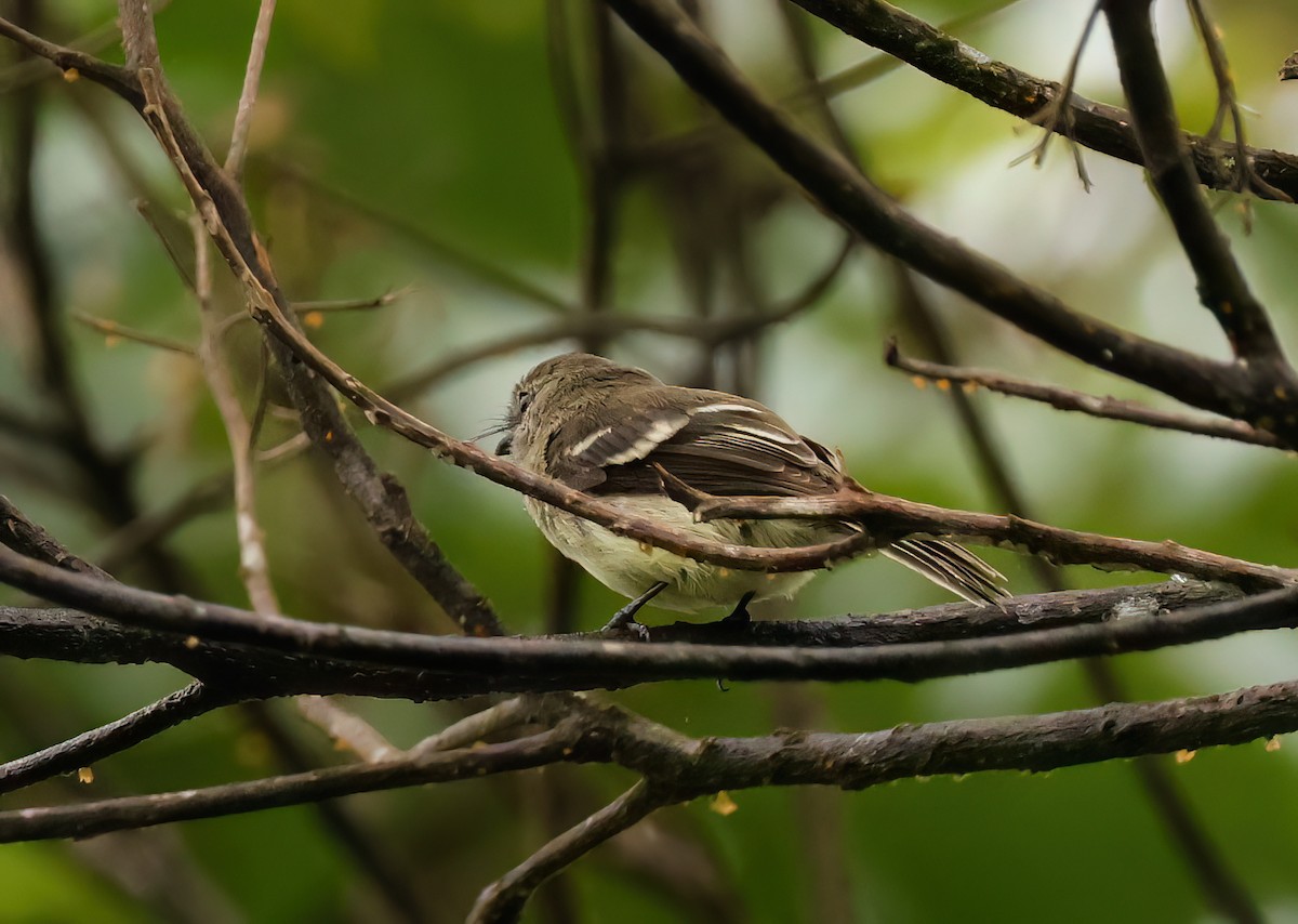 Olive-chested Flycatcher - ML640592671