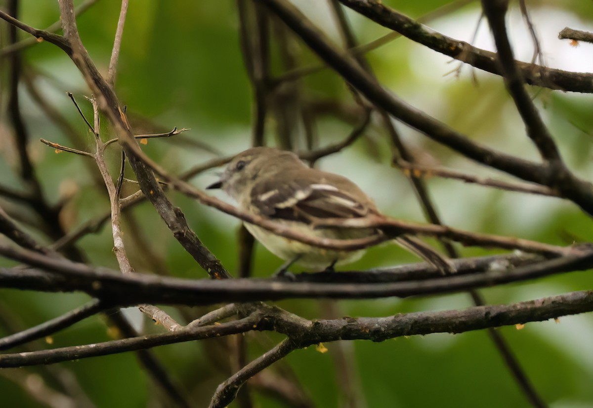 Olive-chested Flycatcher - ML640592672