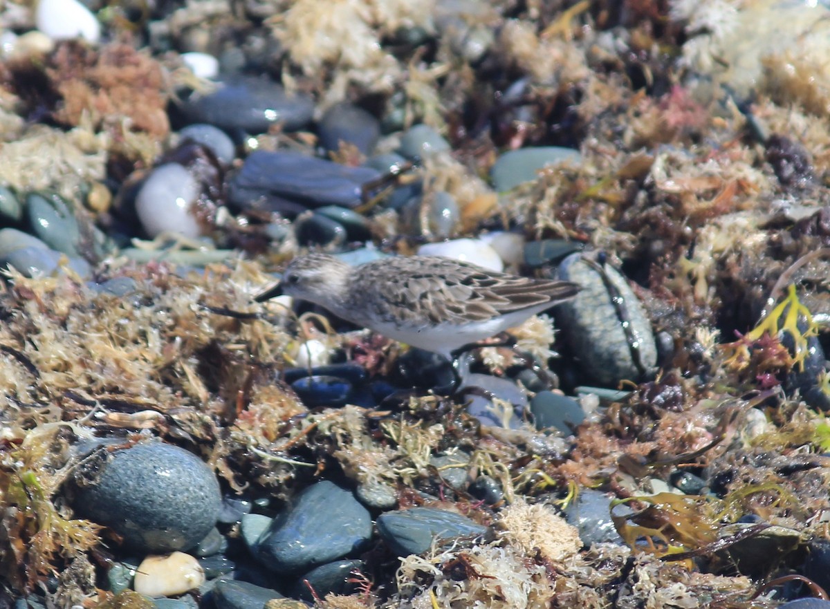 Least Sandpiper - ML640592727