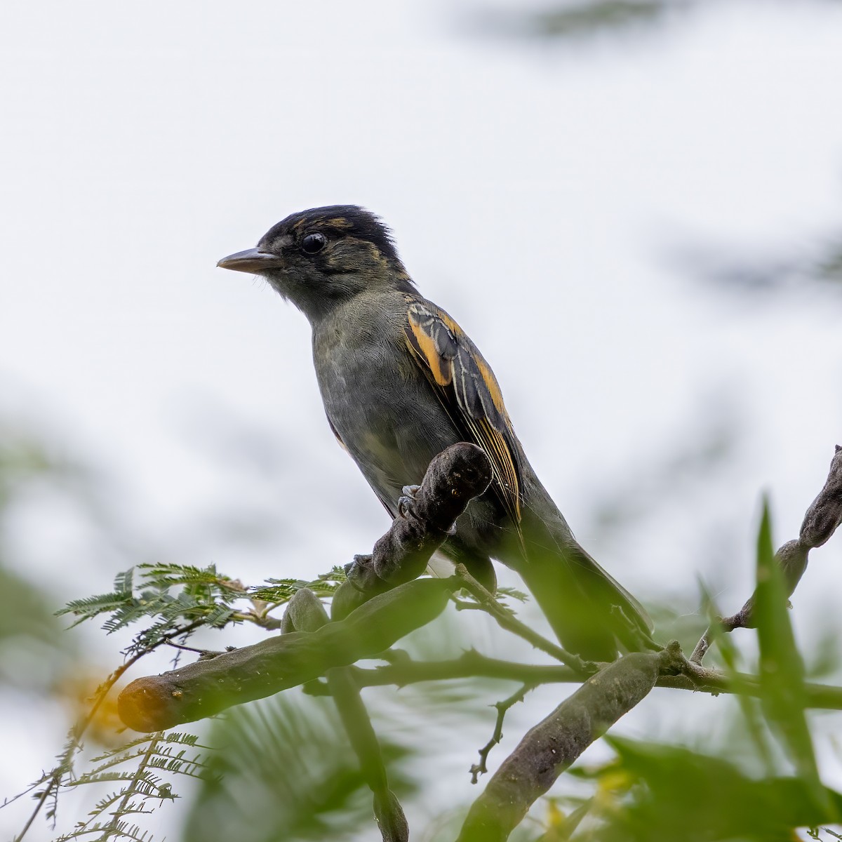 Slaty Becard - ML640592759