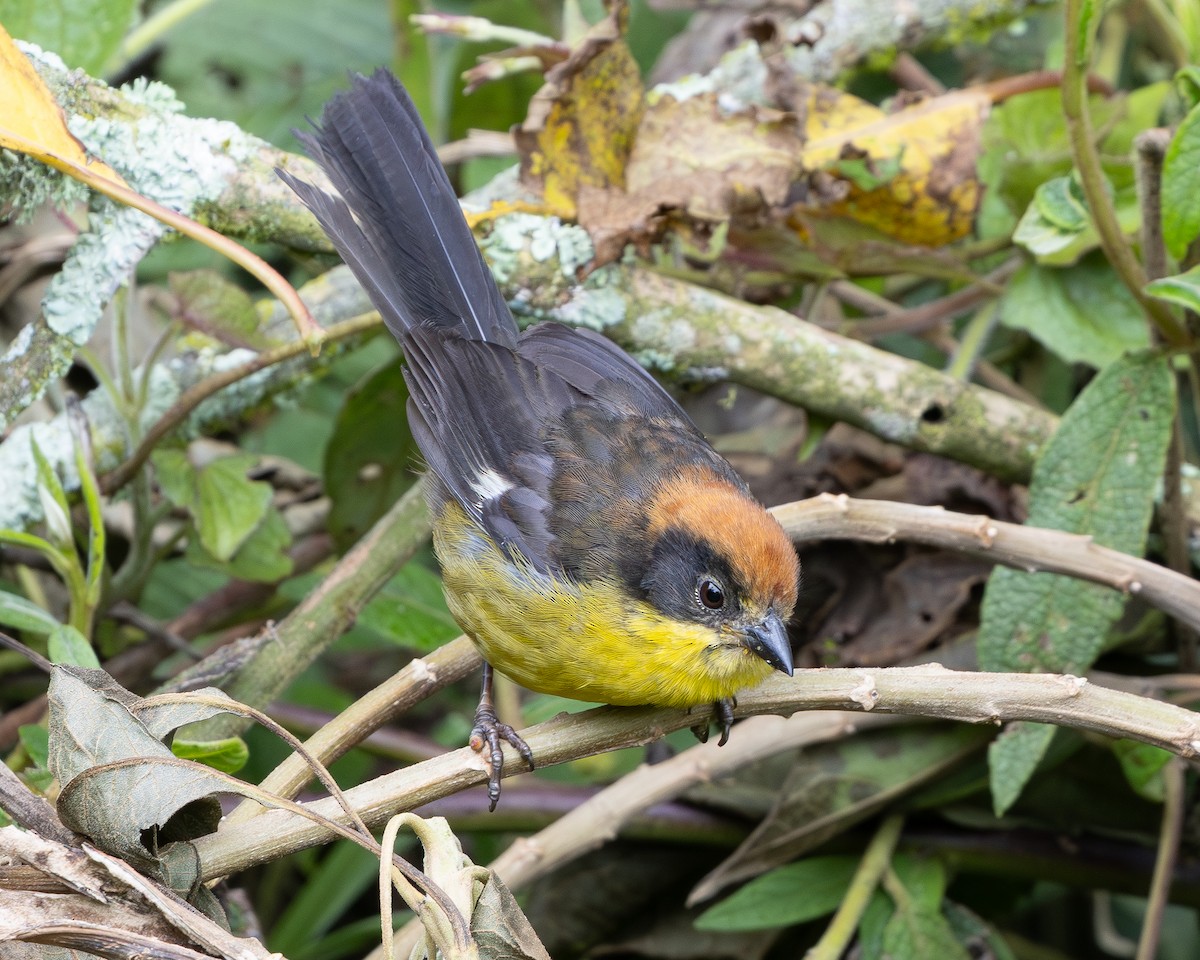 Yellow-breasted Brushfinch - ML640592766
