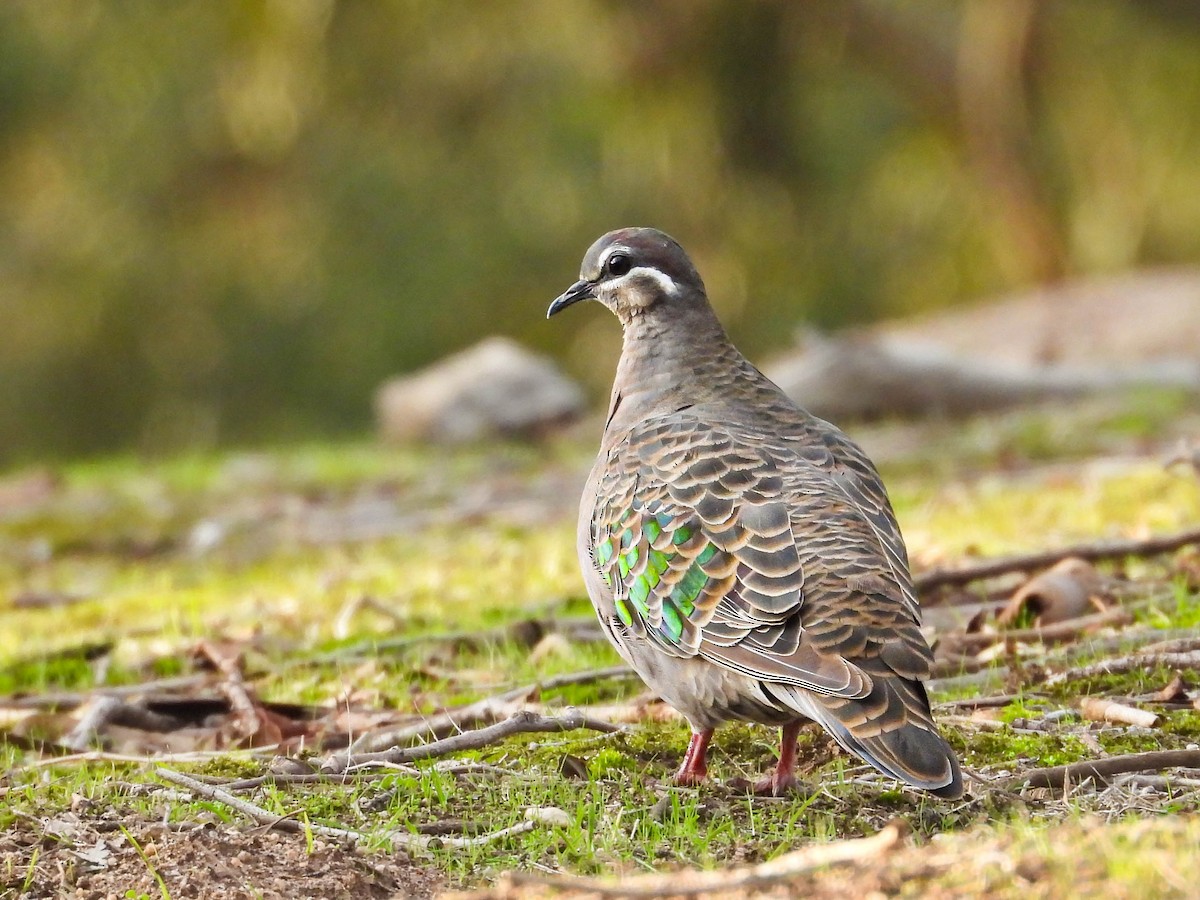Common Bronzewing - ML640592803
