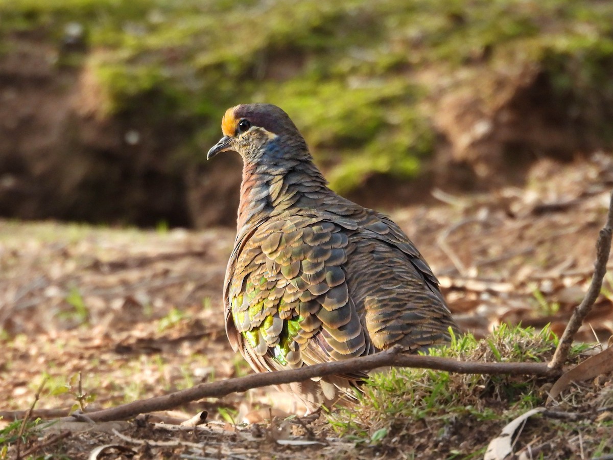 Common Bronzewing - ML640592813