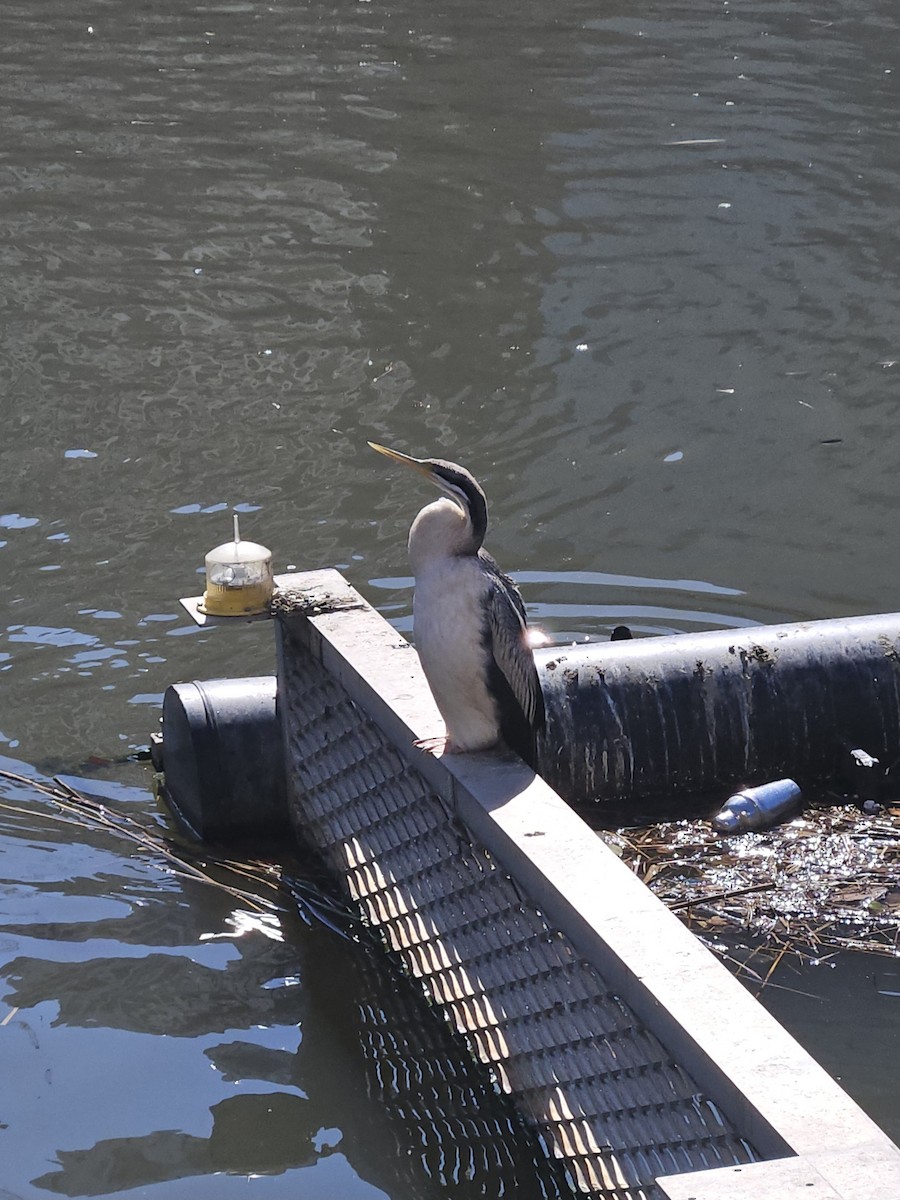 Australasian Darter - ML640592832