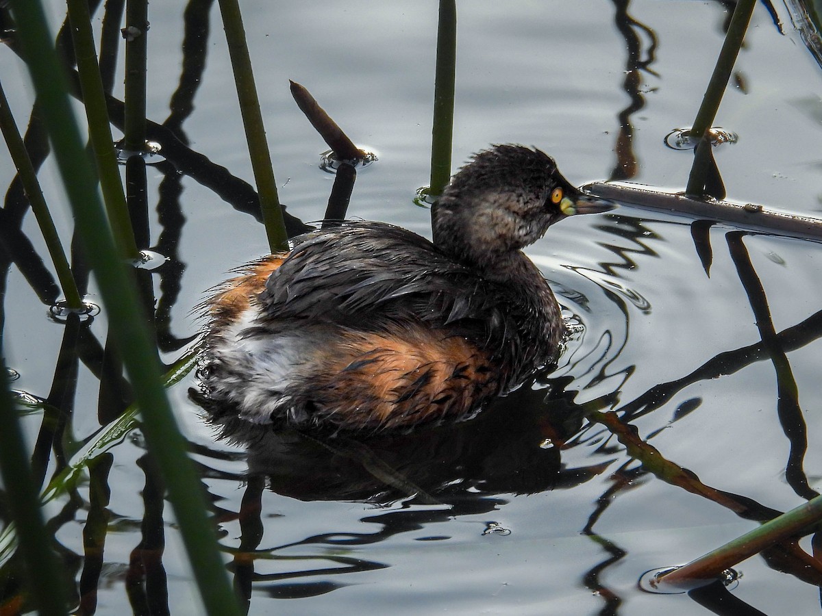 Australasian Grebe - ML640592834