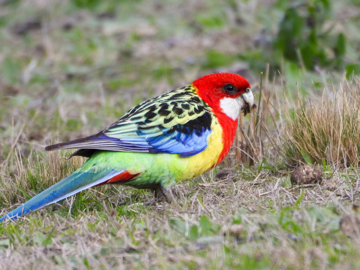 Eastern Rosella - ML640592854
