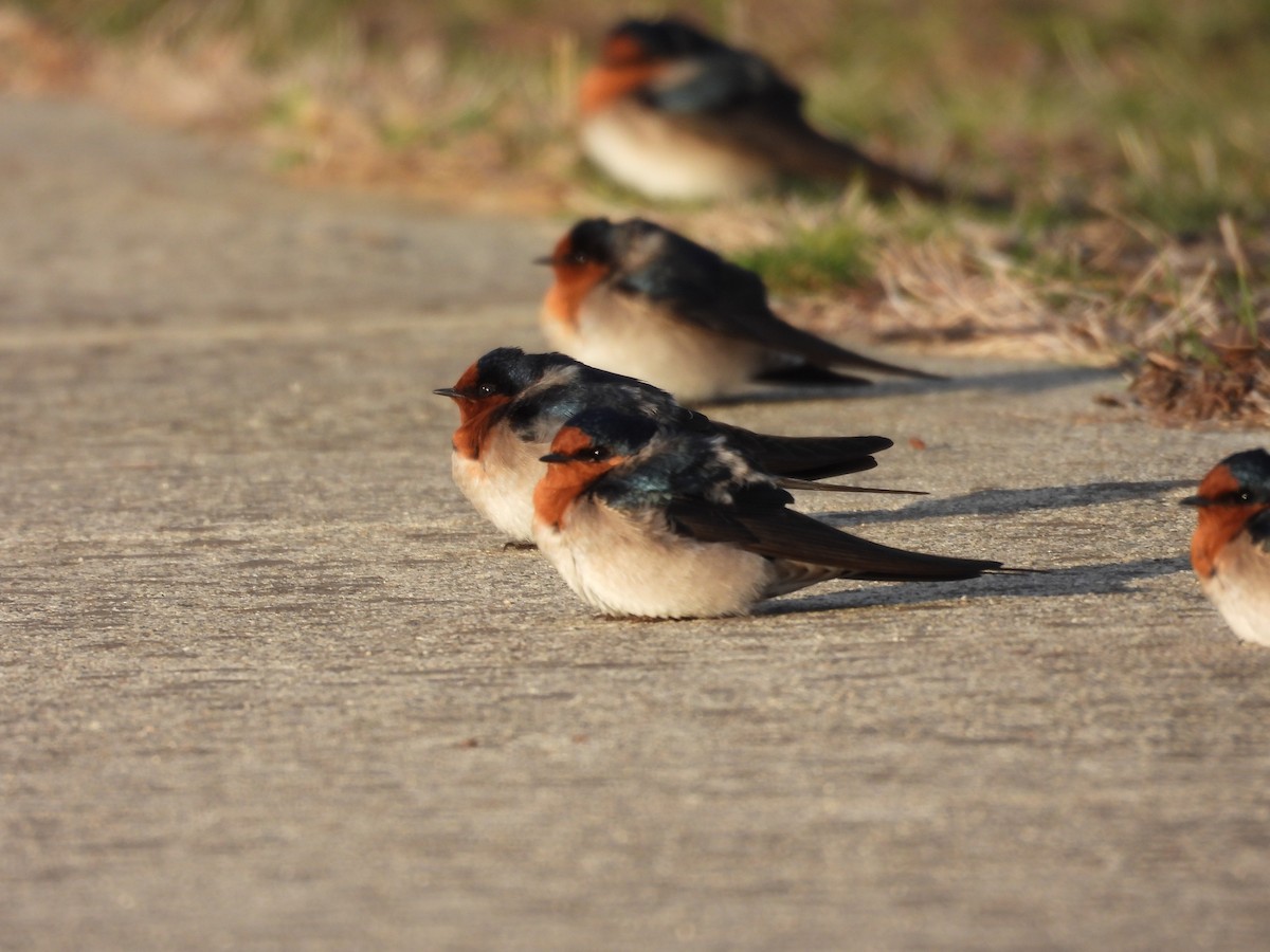 Welcome Swallow - ML640592860