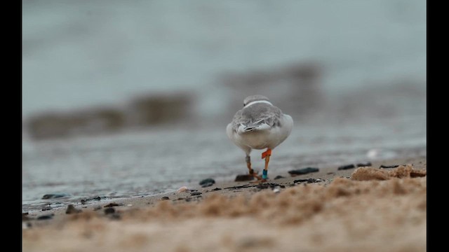 Piping Plover - ML640592883