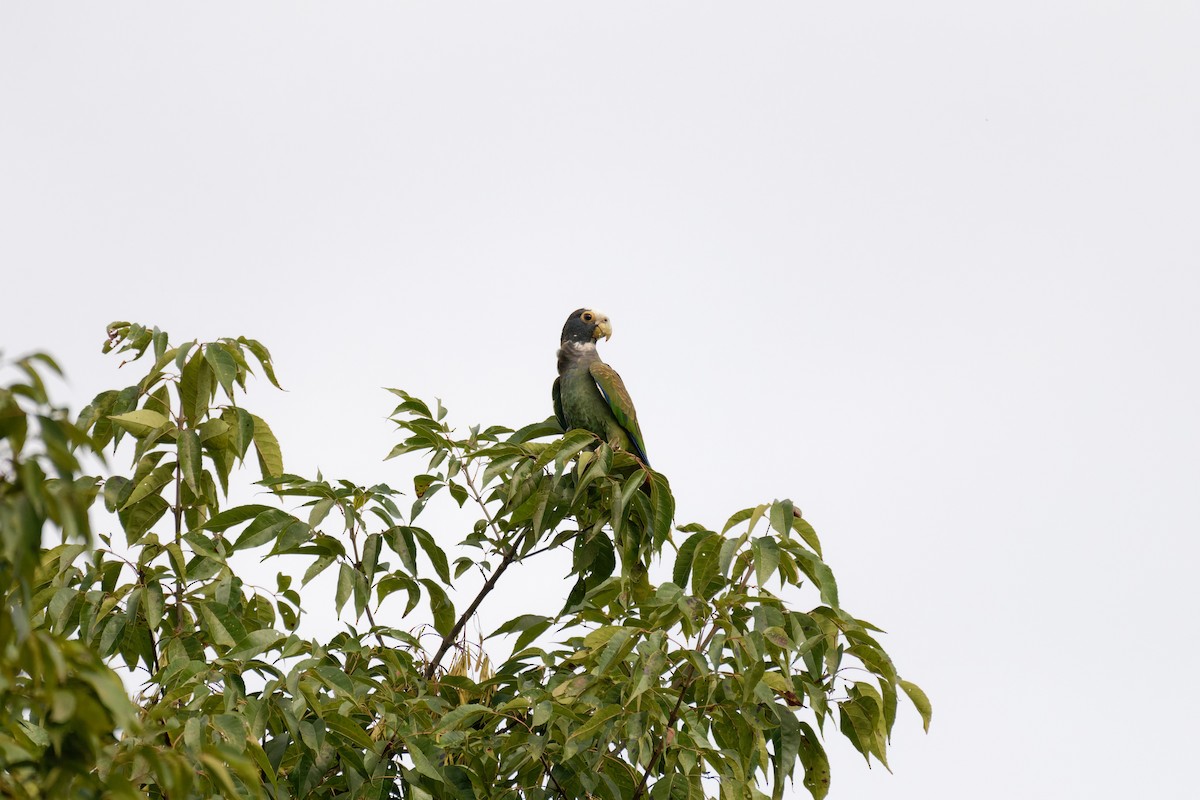 Loro Senil - ML640592904