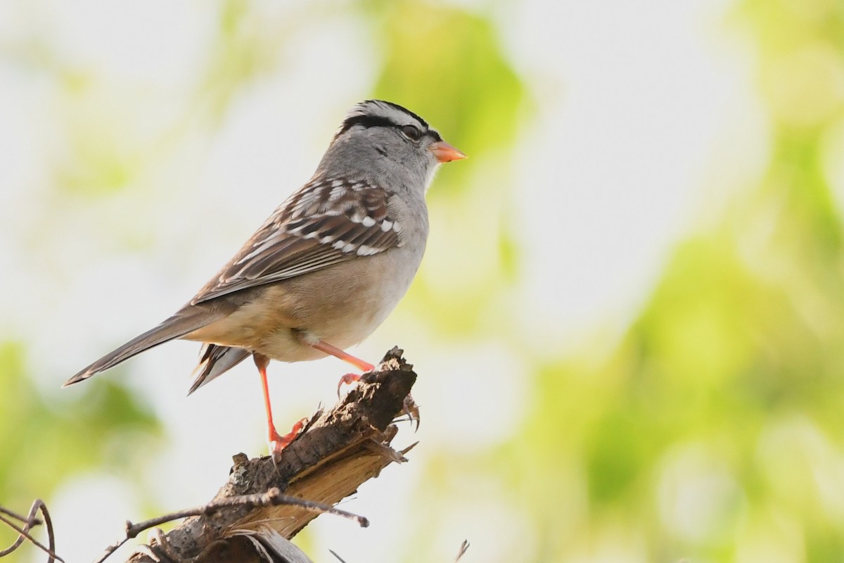 White-crowned Sparrow - ML640592961
