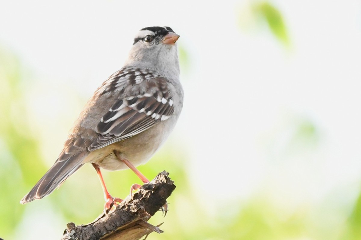 White-crowned Sparrow - ML640592962