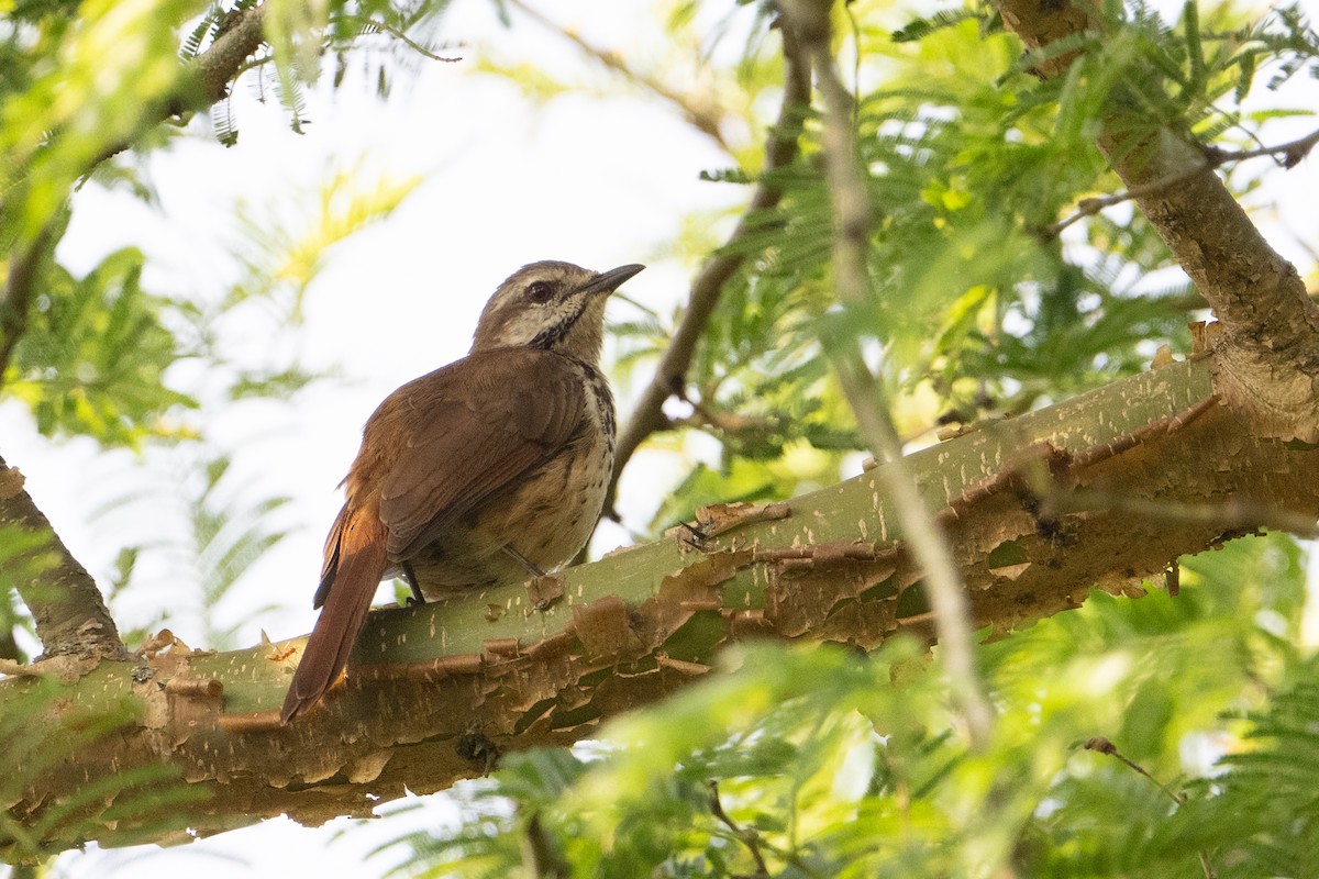 Spotted Morning-Thrush - ML640593007