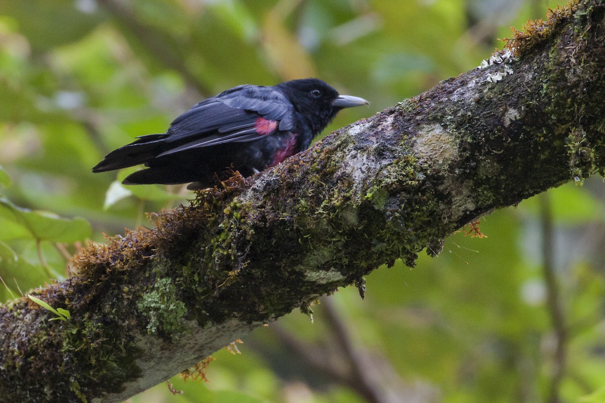 Black-and-crimson Oriole - ML640593015