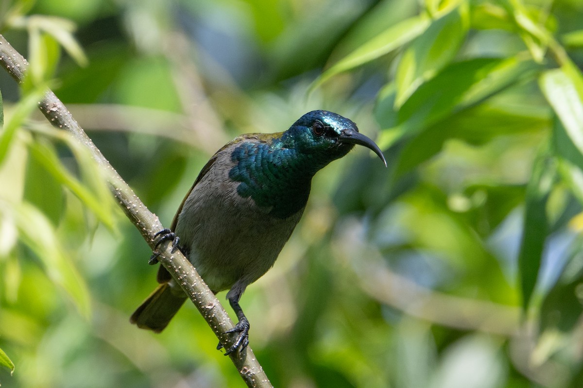 Green-headed Sunbird - ML640593028