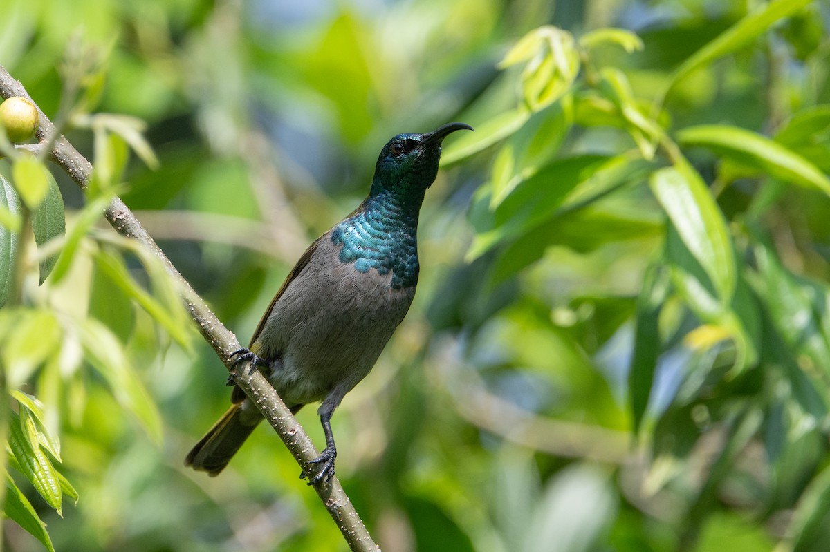 Green-headed Sunbird - ML640593029