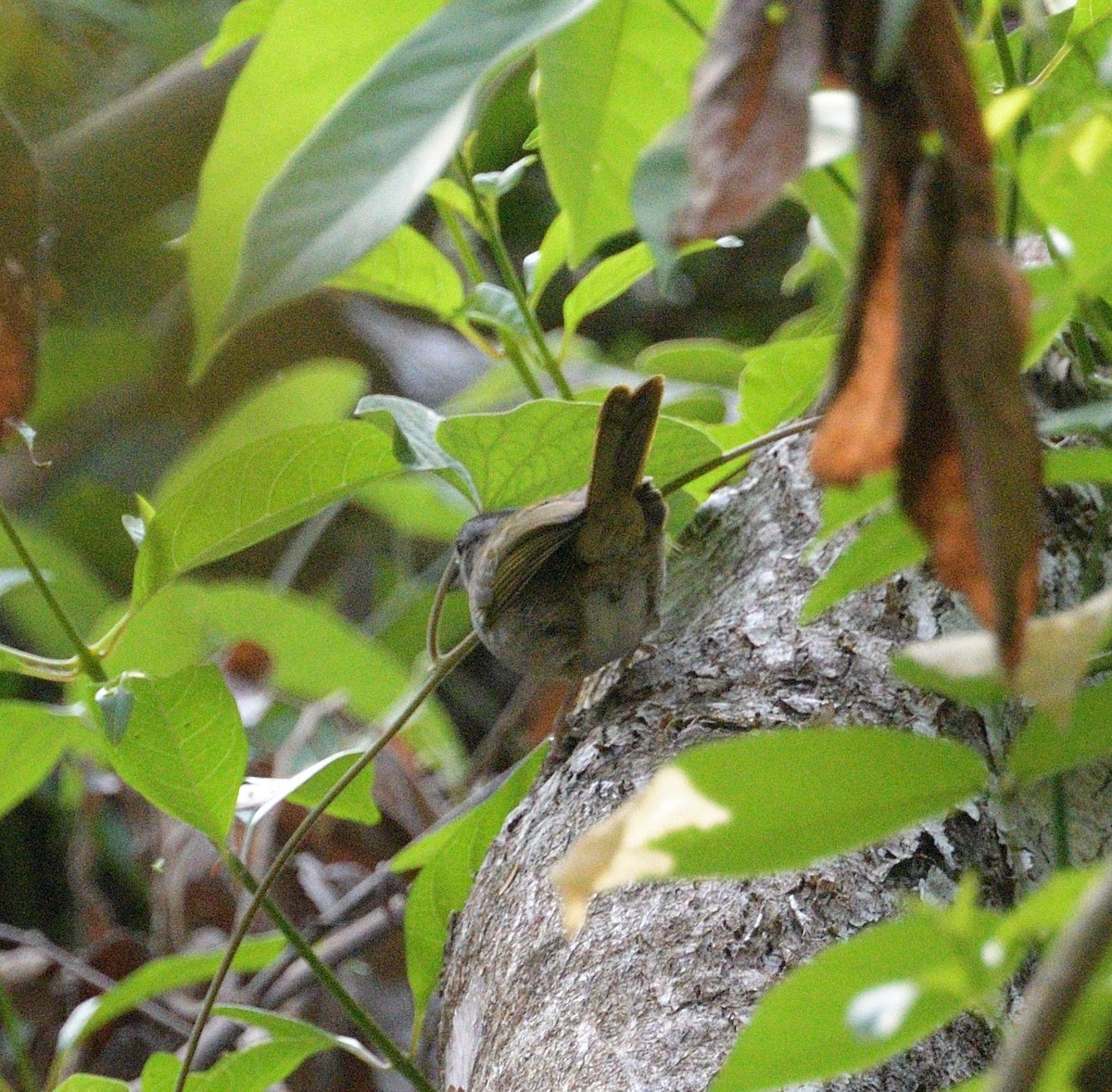 Cerquero Dorsiverde - ML640593049