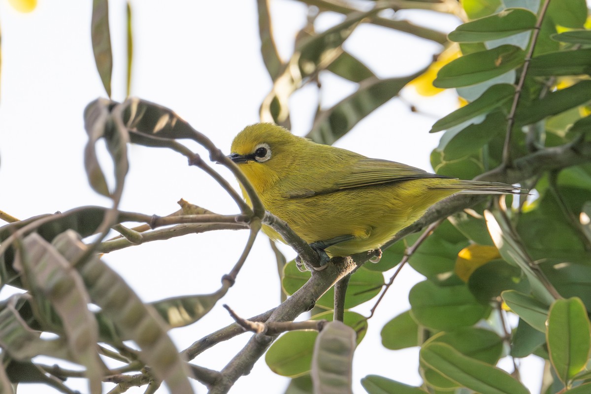 Northern Yellow White-eye - ML640593053