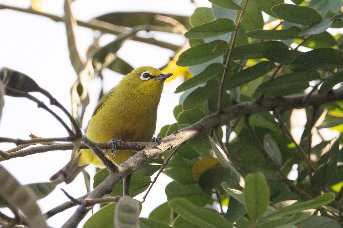 Northern Yellow White-eye - ML640593054