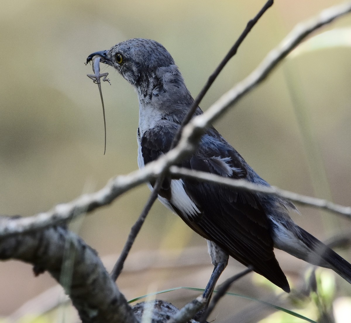 Northern Mockingbird - ML640593056