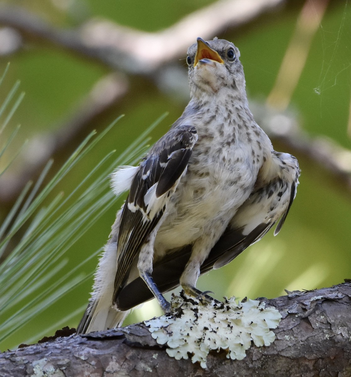 Northern Mockingbird - ML640593081